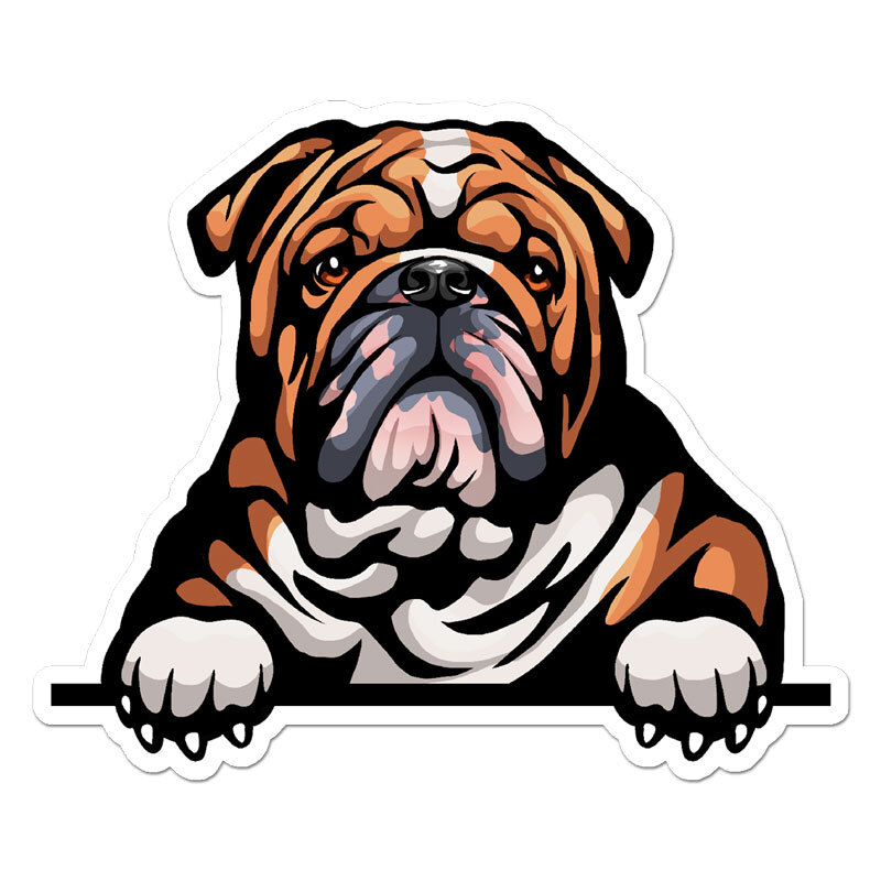 English Bulldog Peeking, Vinyl Decal Sticker, Indoor Outdoor, 3 Sizes, #11428
