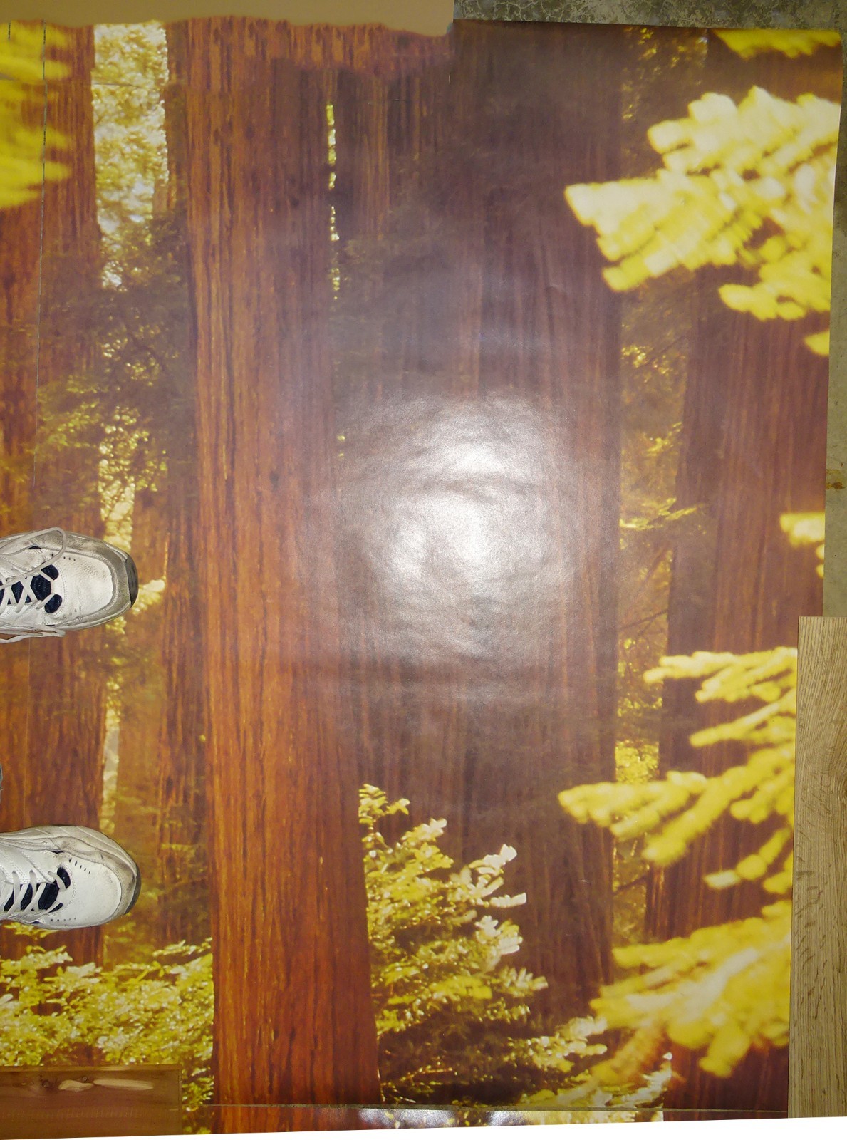 Full Wall Photo Mural Josef Muench Forest Woodland Trees Sun 8’ 8” x 12’ 6” NOS