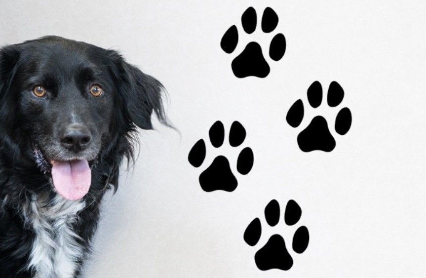 Paw Print Stickers Set of 4 Indoor or Outdoor Dog Cat Car Home Wall Vinyl Decal