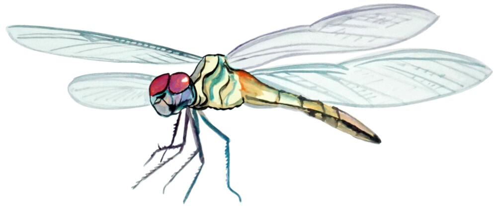 Dragonfly Printed Vinyl Decal Wildlife High Quality Car Window Auto Truck