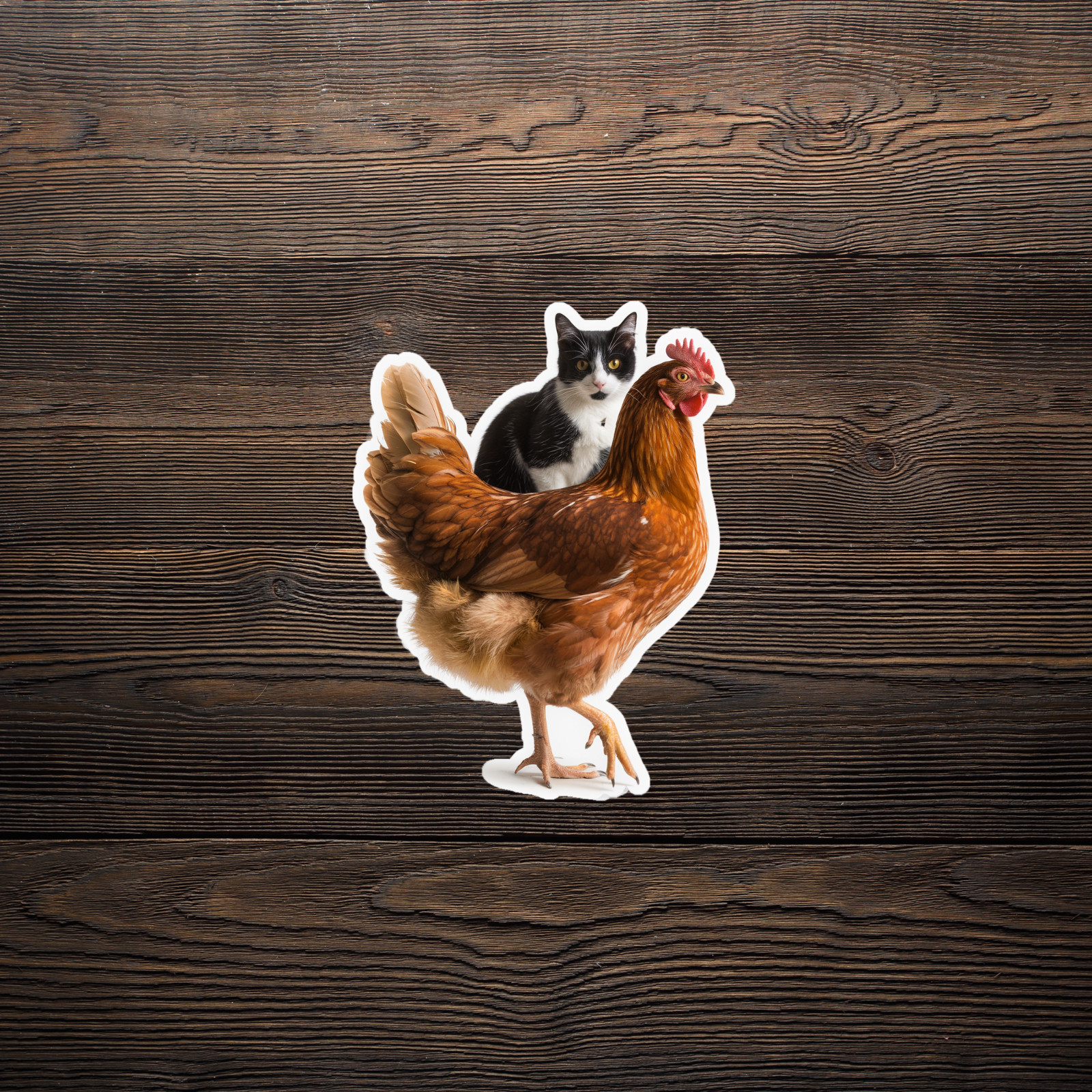 Funny Hen Chicken Cat Sticker – Cute Animal Humor for Laptops, Phones & More #20