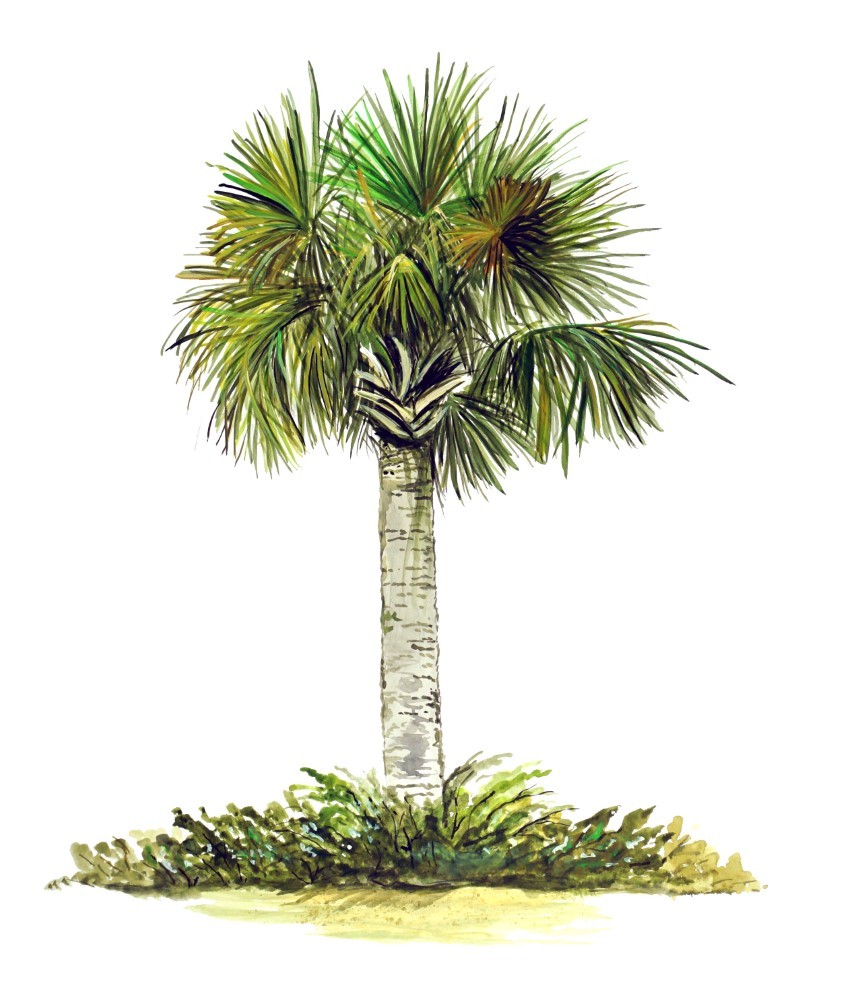 Coastal Palm Tree Vinyl Decal Sticker for Car/Truck Laptop or Phone