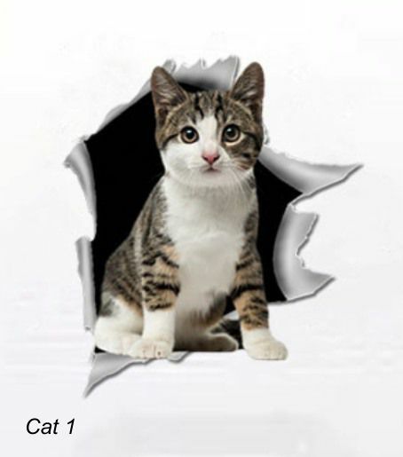 LARGE-SIZED CAR DECALS – CAT – 5 CHOICES