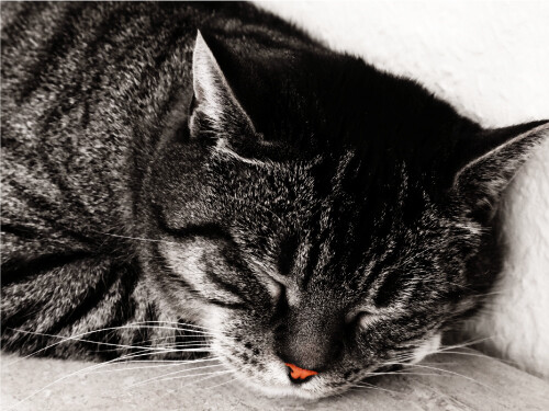 Sleeping Black White Pink Nose Cute Cat Poster Print Paper OR Wall Vinyl