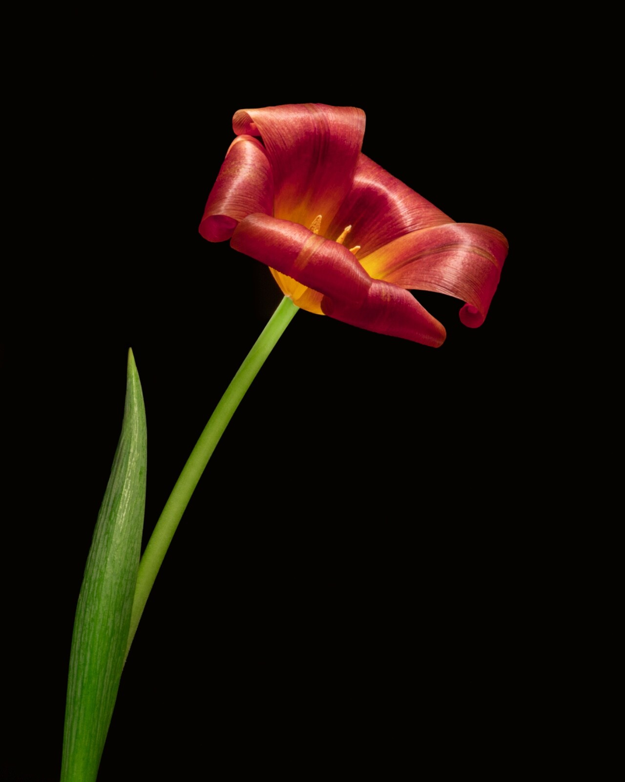 Red Tulip, Flower, Wall Art, Home Decor, Picture Print 16x20inch
