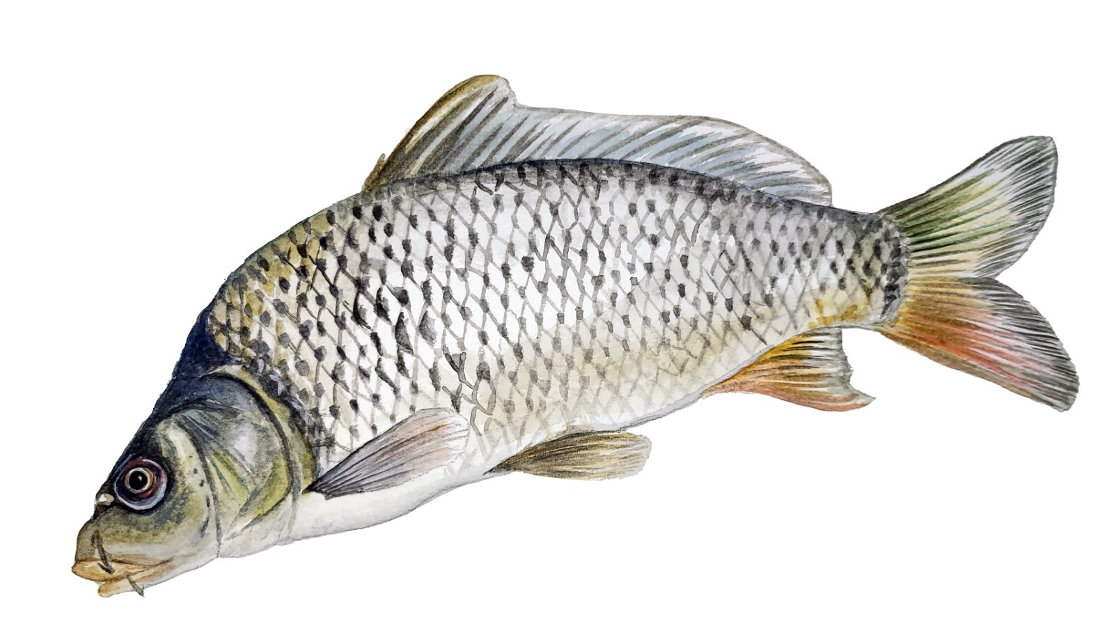 Common Carp Freshwater High Quality Decal Car Truck Wall Cup Cooler Tacklebox