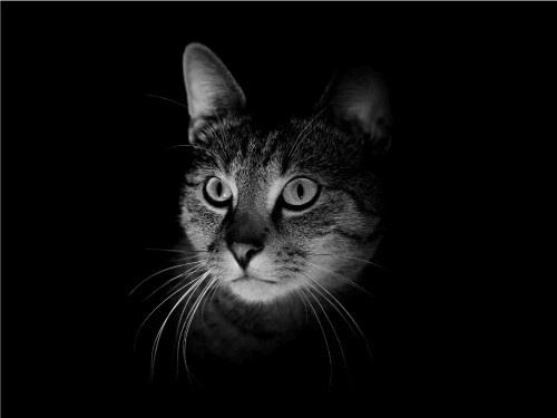 Black White Terrified Shadow Kitten Cute Cat Poster Print Paper OR Wall Vinyl