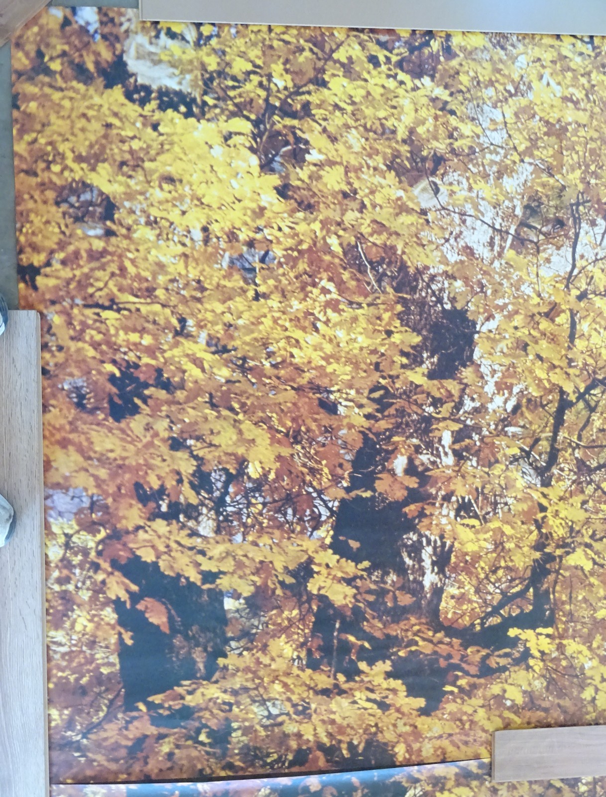 Full Wall Photo Mural Autumn Yosemite National Park Josef Muench 8’ 8” x 12’ 6”