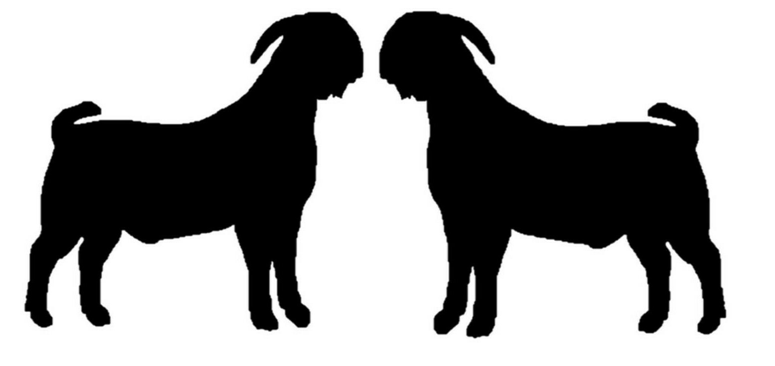 Boer Goat Decals Stickers OS 154 12" size (2 decal set) goats kiko