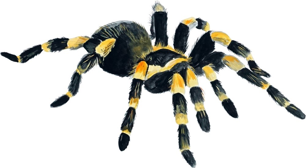 Orange Knee Tarantula Spider Arachnid Vinyl Decal – Auto Car Truck ATV RV Boat