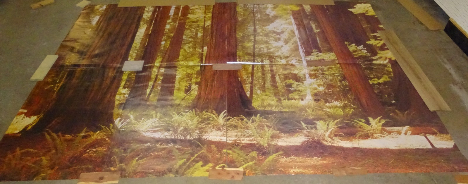 Full Wall Photo Mural Josef Muench Forest Woodland Trees Sun 8’ 8” x 12’ 6” NOS