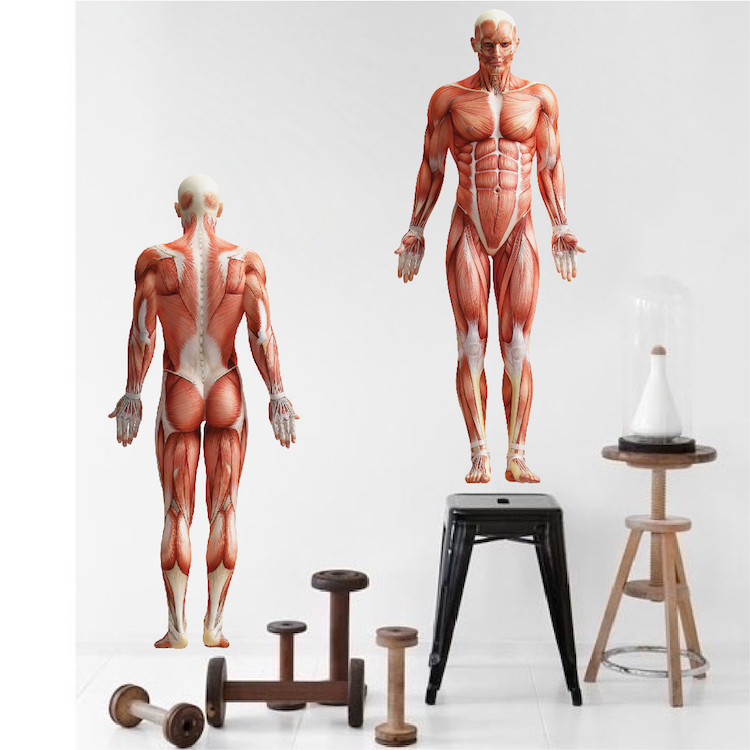 Human Body Wall Mural Decal Vinyl Doctor's Office Muscle Anatomy Wallpaper, c76