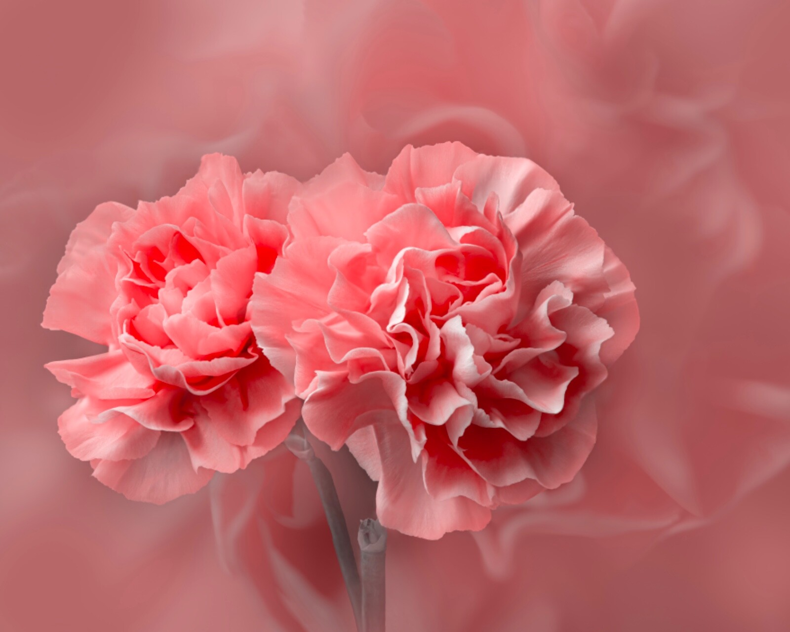 Carnation Flower, Pink Flower, Wall Art, Home Decor, Picture Print 16x20inch