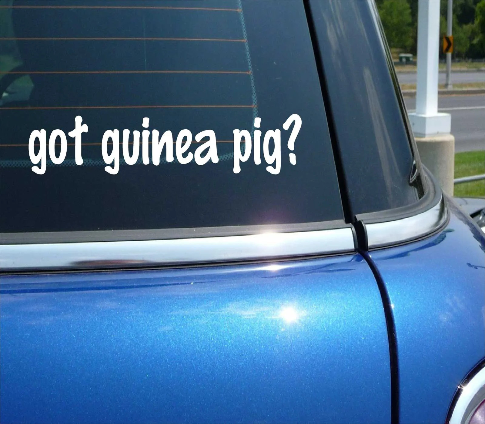 got guinea pig? CAR DECAL BUMPER STICKER VINYL FUNNY JOKE WINDOW