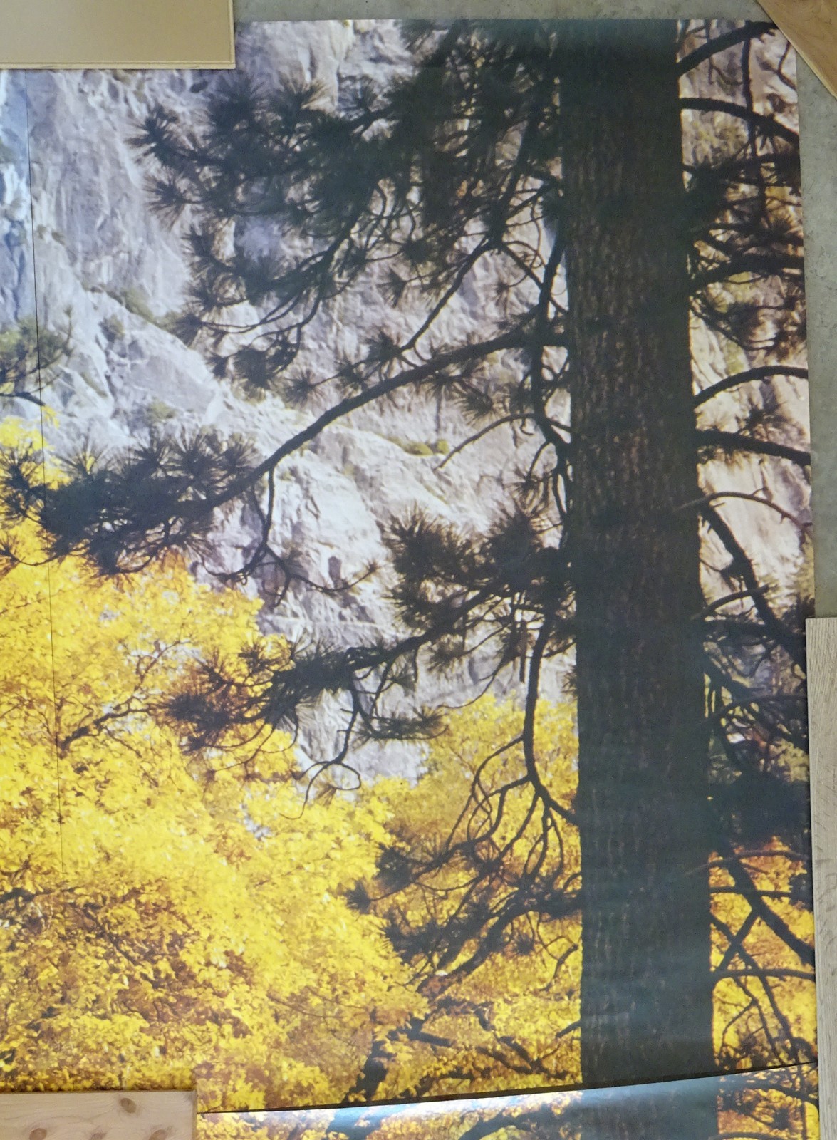 Full Wall Photo Mural Autumn Yosemite National Park Josef Muench 8’ 8” x 12’ 6”