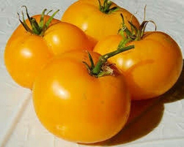 Brandywine Orange – Best Orange – +25 Seeds – Buy any 3 items, 10% off order!!