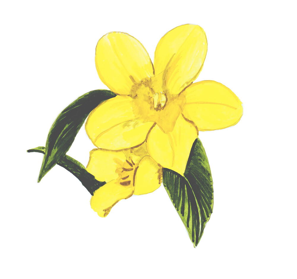 Vinyl Decal for Window Home or Wall – South Carolina State Flower Yellow Jasmine