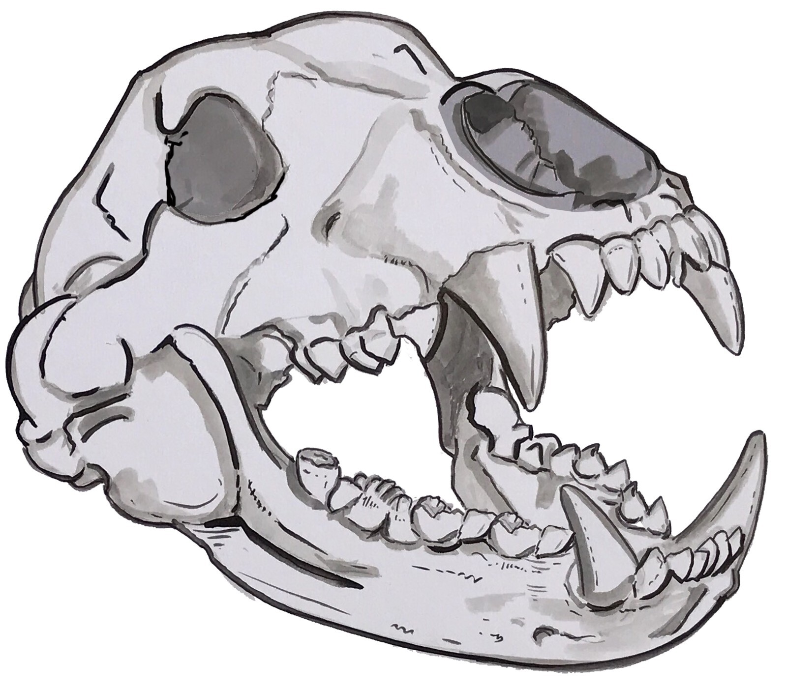 Bear Skull High Quality Vinyl Decal Sticker – Car Truck Tumbler Cup Cooler ATV