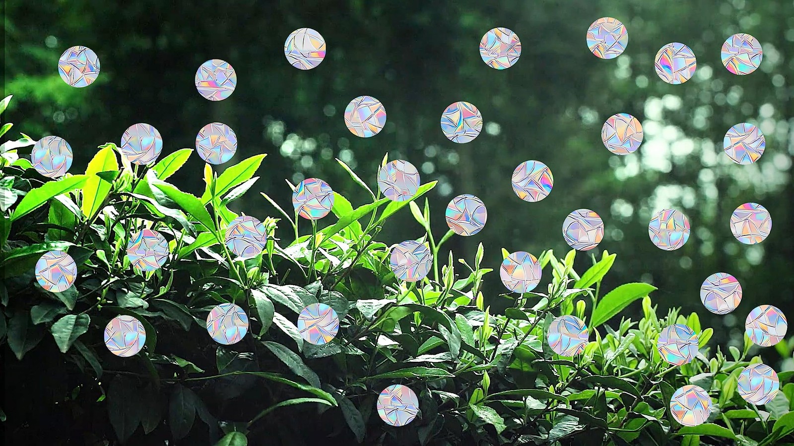 81 Pieces Circle Window Decals for Bird Strikes – 1.7 inches, Rainbow
