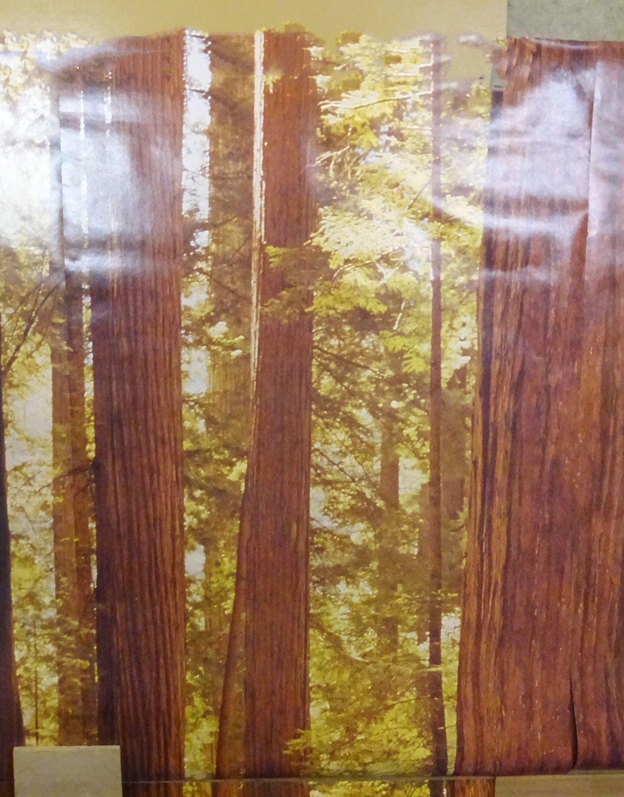 Full Wall Photo Mural Josef Muench Forest Woodland Trees Sun 8’ 8” x 12’ 6” NOS