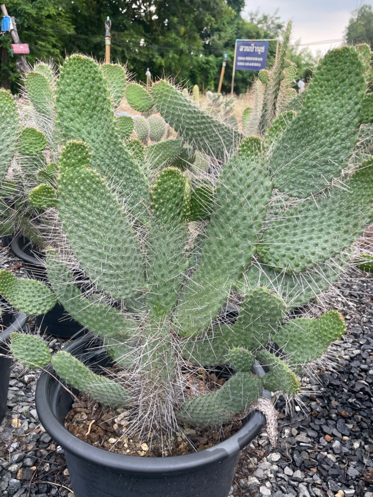 rare cactus plant Consolea moniliformis cuting 1 pad