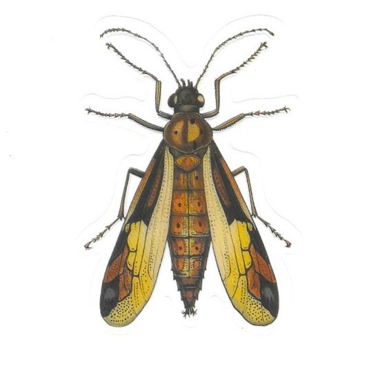 Victorian Insect Beetle Transparent Vinyl Sticker Wings Fly Botanical Ephemera