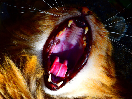 Vibrant Funny Yawning Kitten Cat Cute Laughing Poster Print Paper OR Wall Vinyl