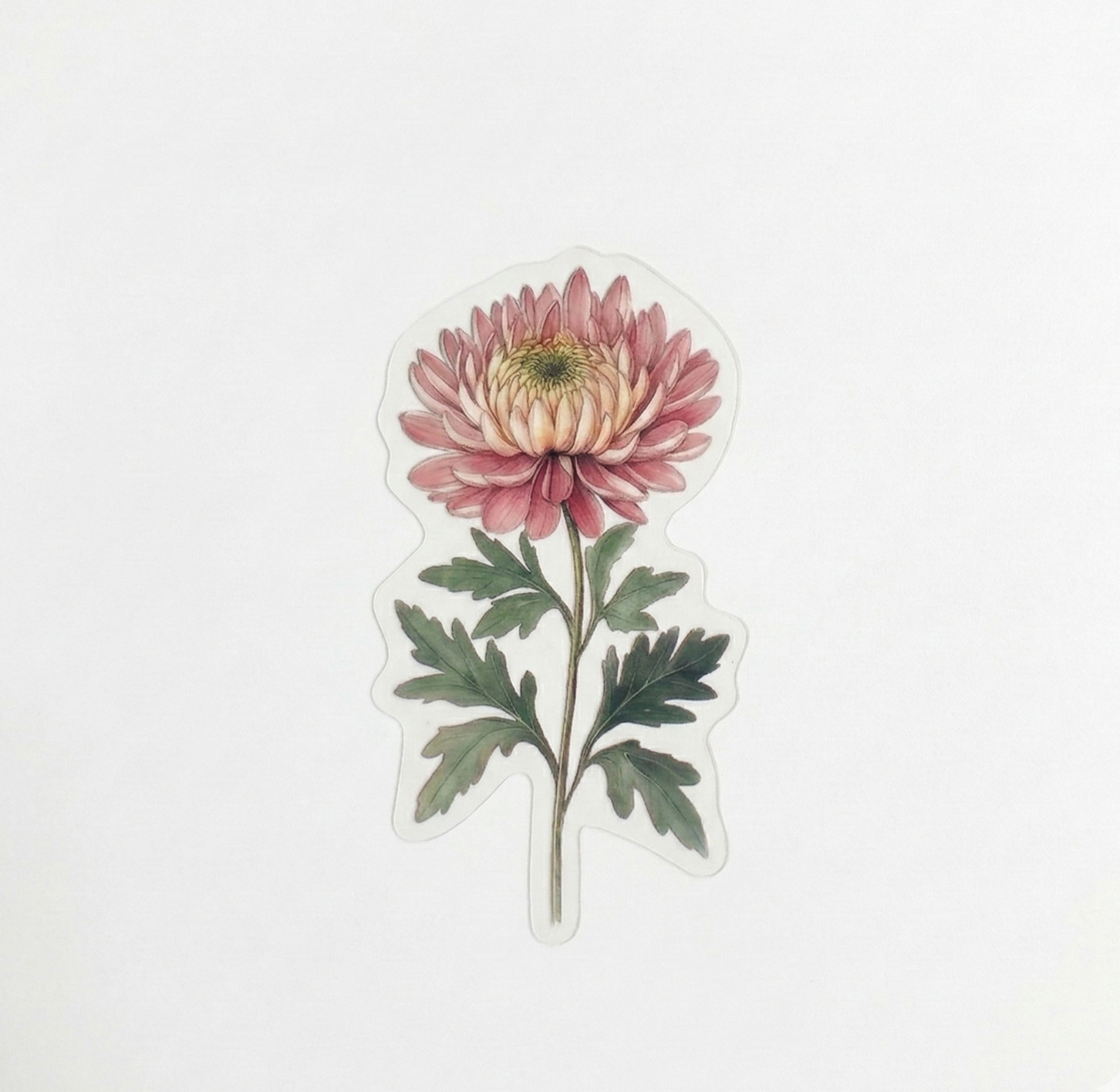 Aesthetic Pink Mophead Chrysanthemum Sticker |Botanical Flower Journaling Decal