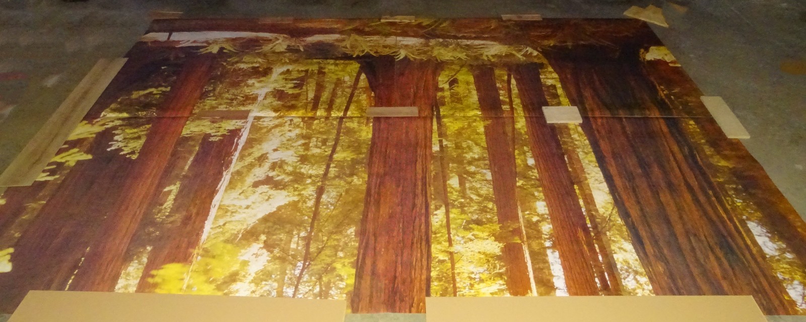 Full Wall Photo Mural Josef Muench Forest Woodland Trees Sun 8’ 8” x 12’ 6” NOS