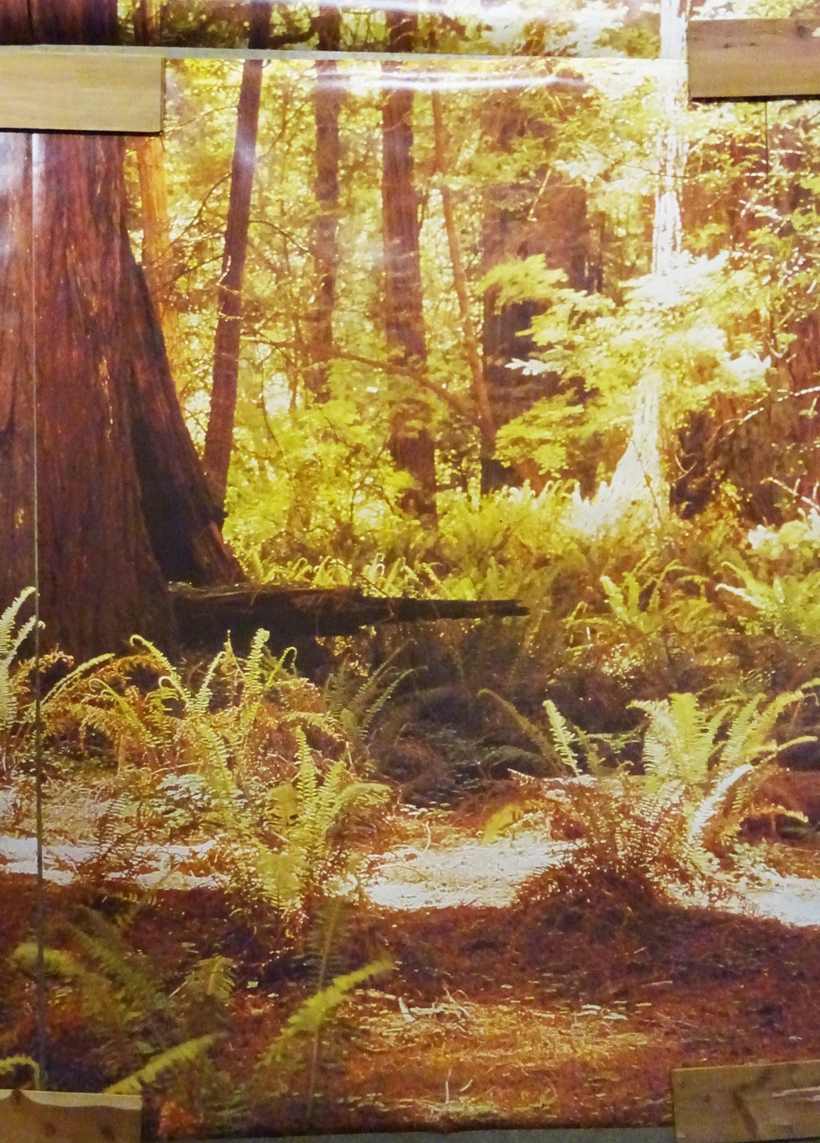 Full Wall Photo Mural Josef Muench Forest Woodland Trees Sun 8’ 8” x 12’ 6” NOS