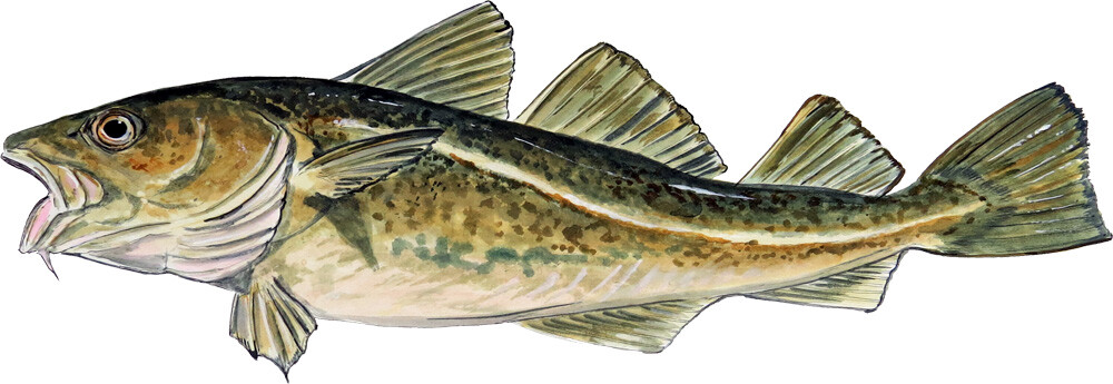 Atlantic Cod Fish Vinyl Decal Sticker Truck Boat Car Cooler Cup Tumbler