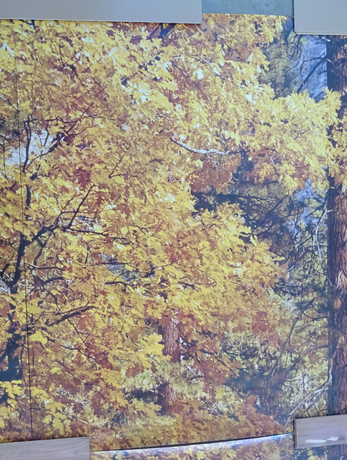 Full Wall Photo Mural Autumn Yosemite National Park Josef Muench 8’ 8” x 12’ 6”