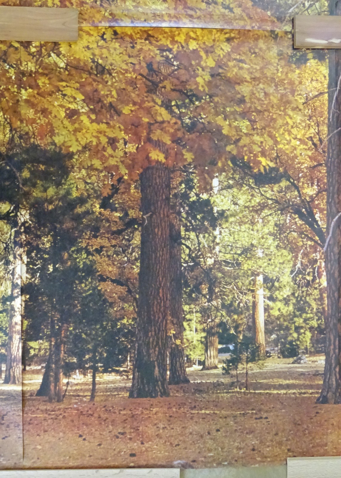 Full Wall Photo Mural Autumn Yosemite National Park Josef Muench 8’ 8” x 12’ 6”