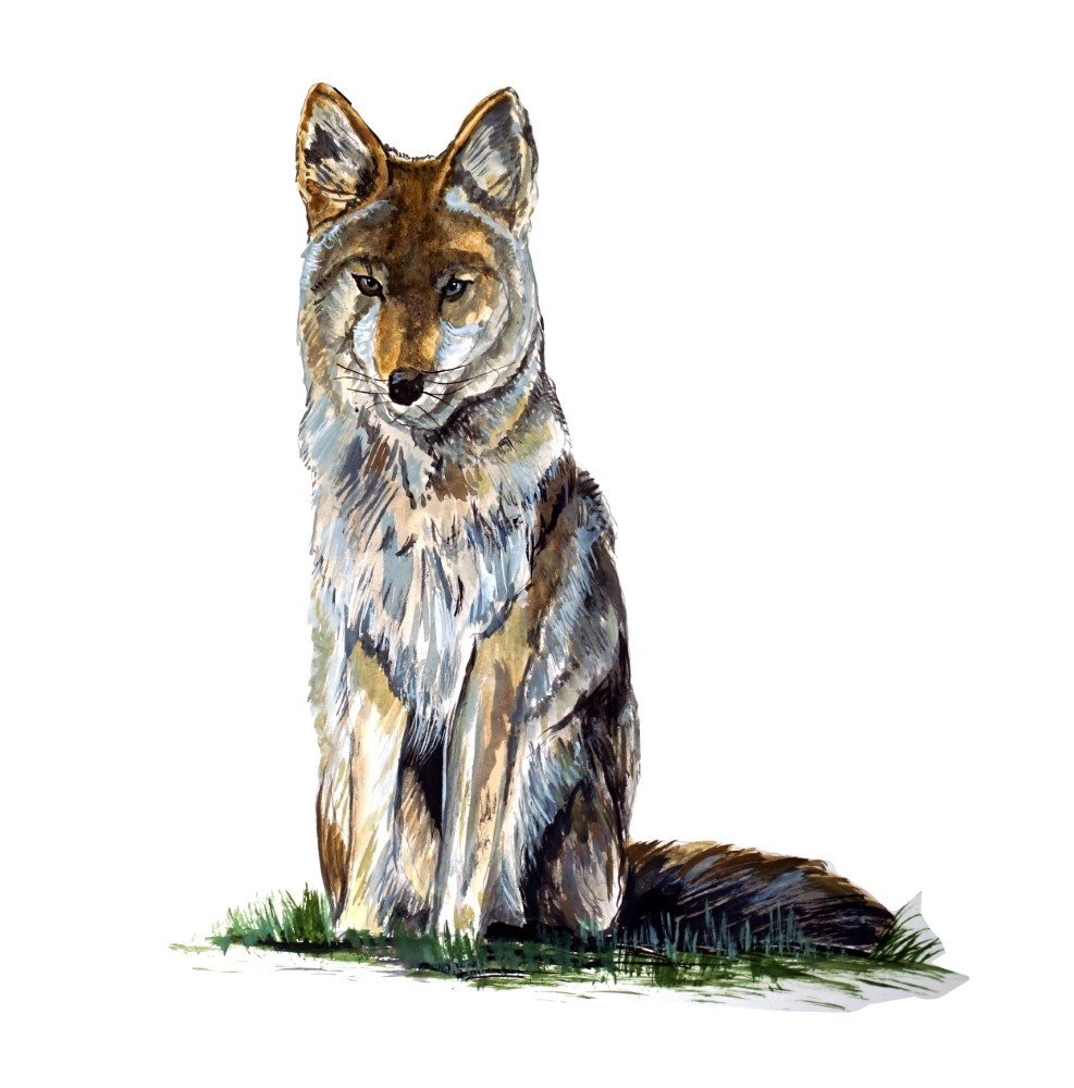 Decal Vinyl Sticker Coyote – Printed Vinyl Decal Made in USA