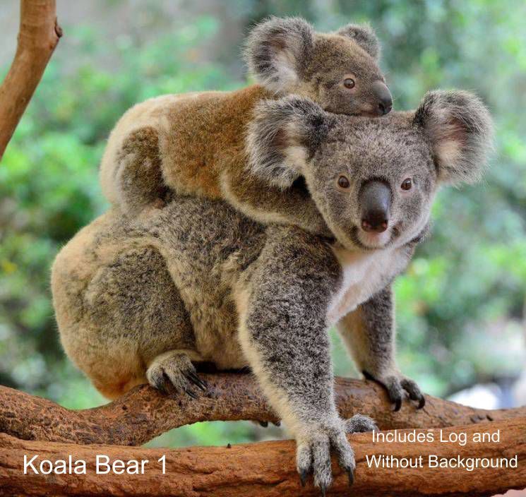 LARGE-SIZED CAR DECALS – KOALA BEAR – 2 CHOICES