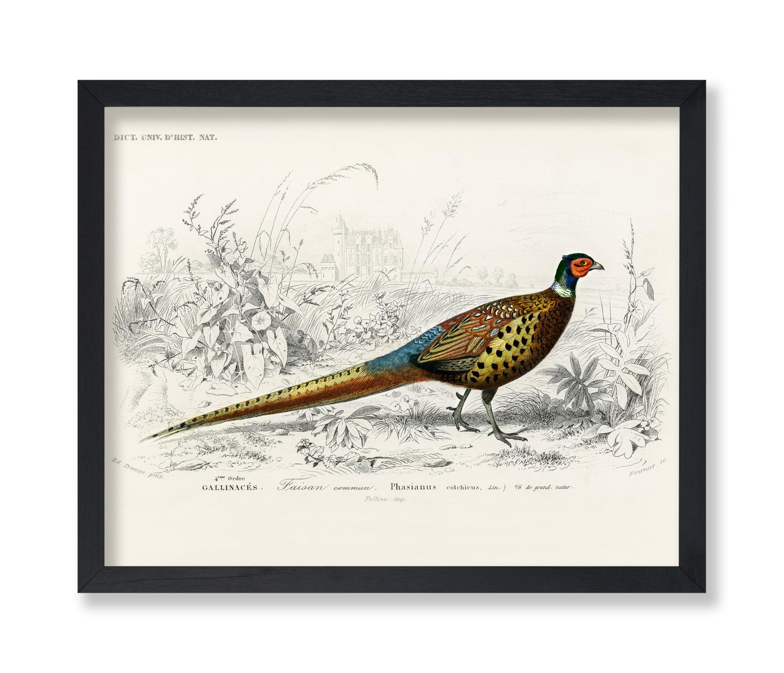 Poster Master Vintage Ring Necked Pheasant Poster – Retro Wildlife Print – Bi…