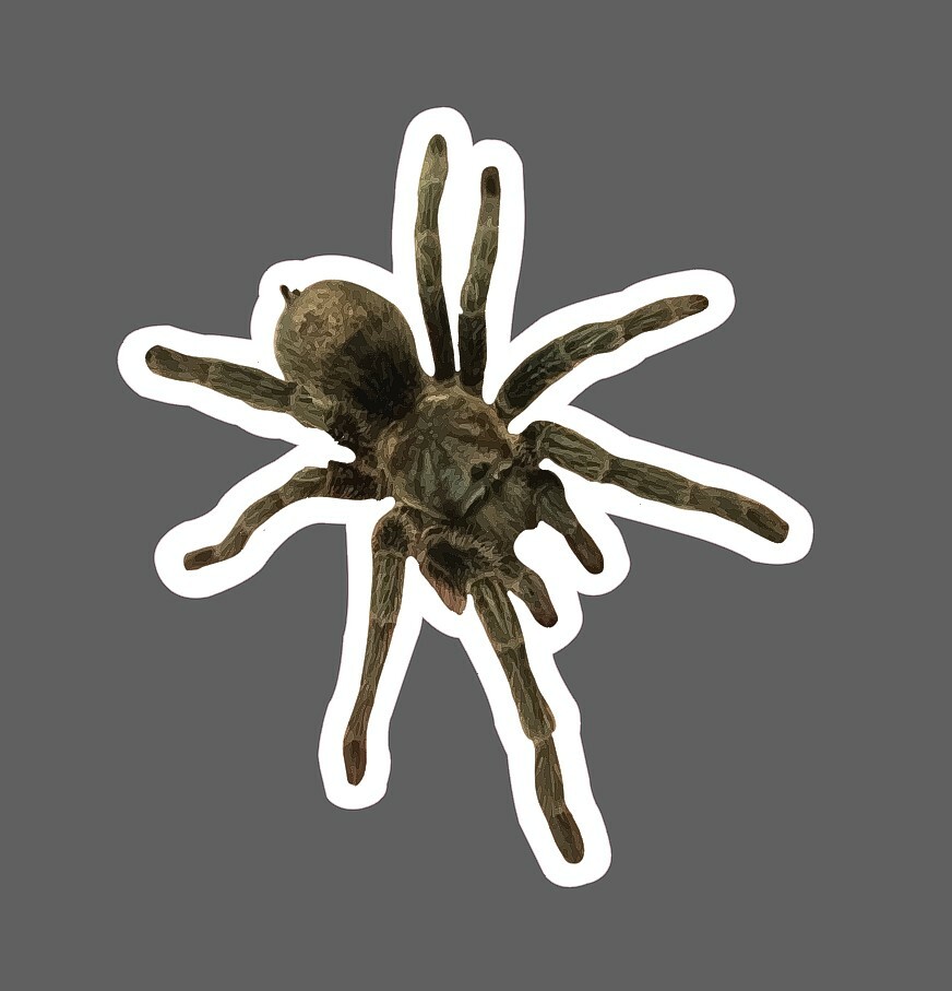 Tarantula Sticker Spider Realism Waterproof – Buy Any 4 For $1.75 Each Storewide