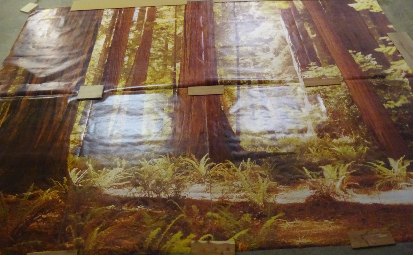 Full Wall Photo Mural Josef Muench Forest Woodland Trees Sun 8’ 8” x 12’ 6” NOS
