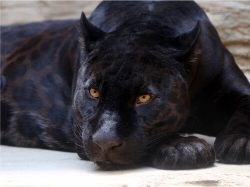 Black Panther Laying Down Looking Left Cute Cat Poster Print Paper OR Wall Vinyl