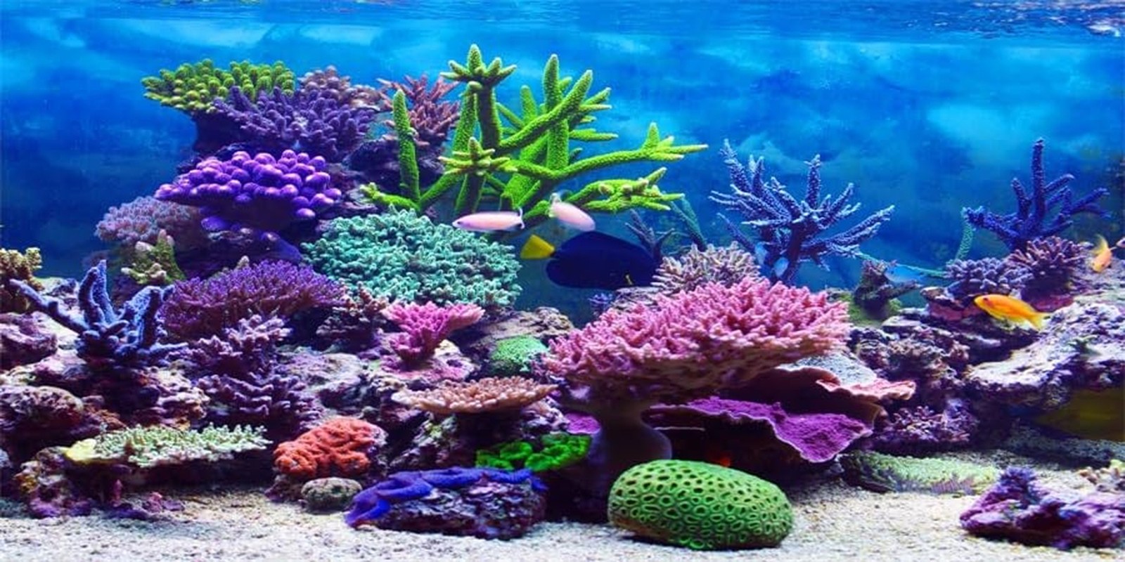 YongFoto Ocean Theme Fish Tank Background 72×18 inch Coral Seaweed Reef Rock …