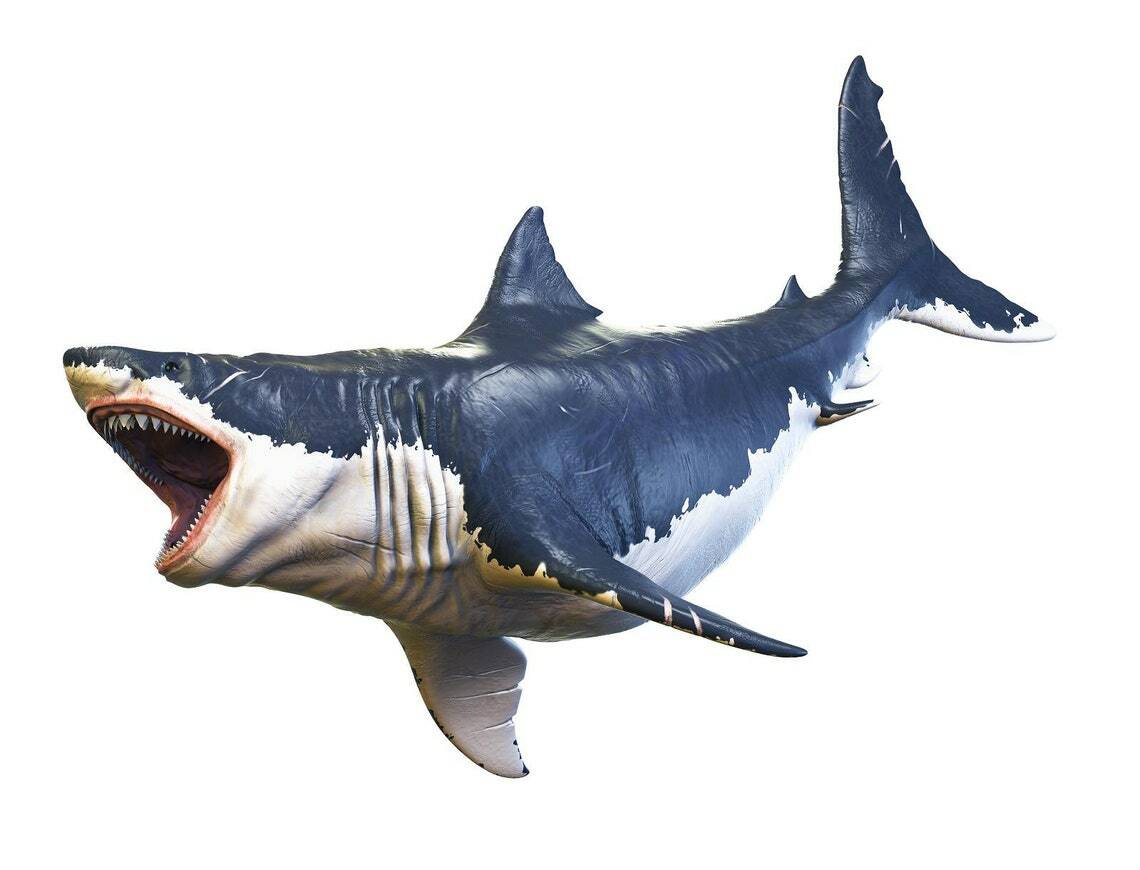 Megalodon Shark #2 Wall Decal Ocean Big Tooth Sharks Fabric Vinyl Wall Sticker