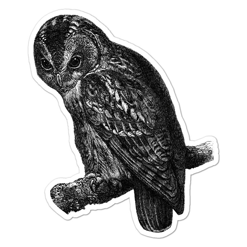 Tawny Owl, Vinyl Decal Sticker, Indoor Outdoor, 3 Sizes, #9644