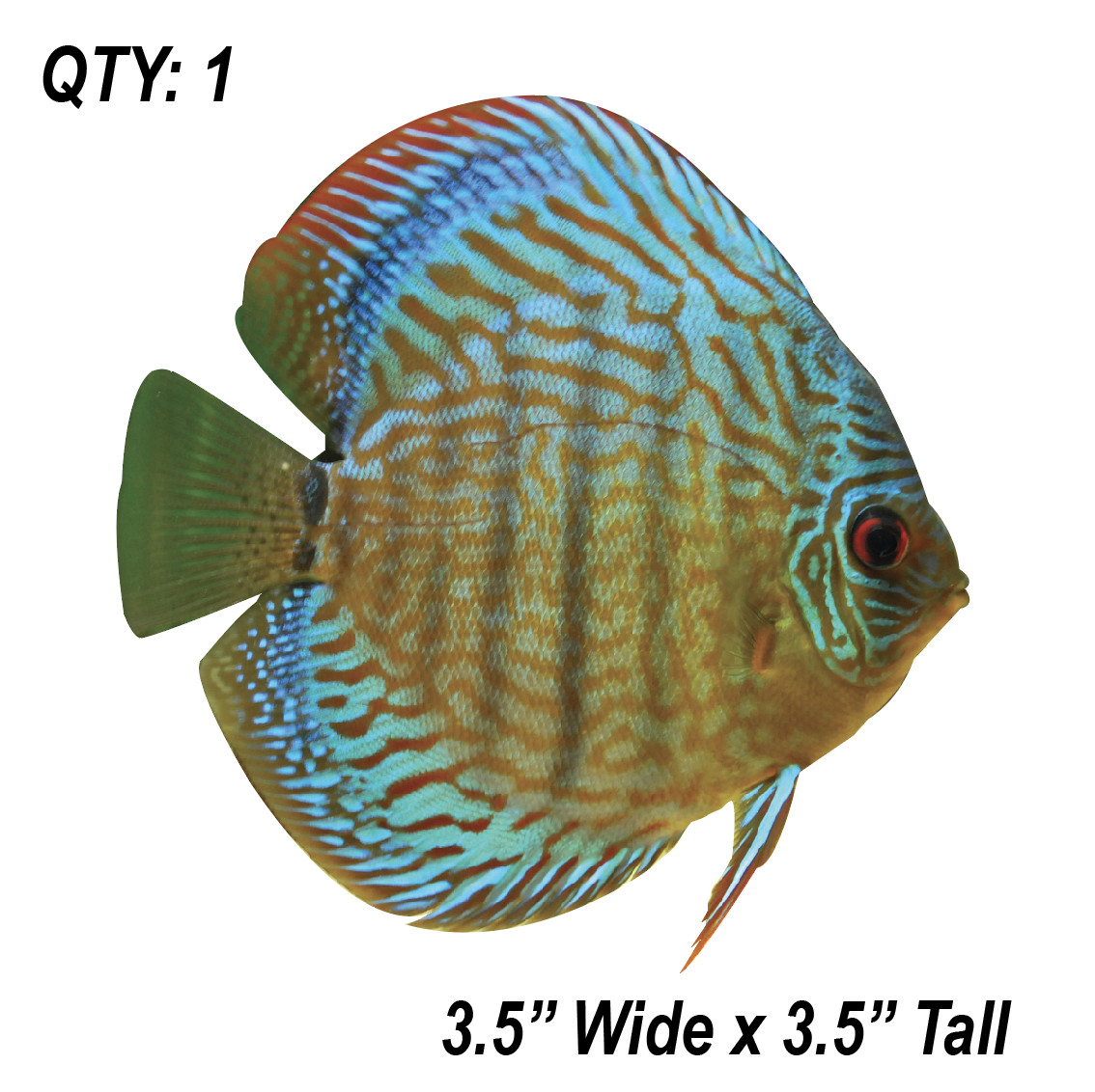 (1) ONE Discus Vinyl Decal Sticker Car Laptop Tropical Fish Aquarium Cichlid NEW