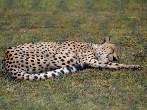Cheetah Lying Down Sleep Cat Wildlife Vibrant Poster Print Paper OR Wall Vinyl