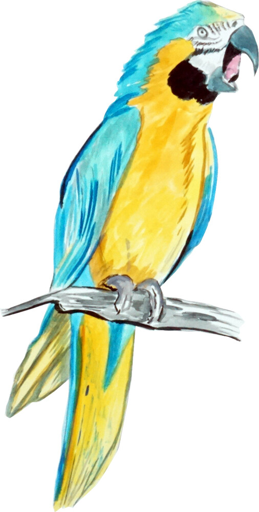Blue Yellow Macaw Parrot Bird High Quality Decal Car Truck Cooler Cup Golf Cart