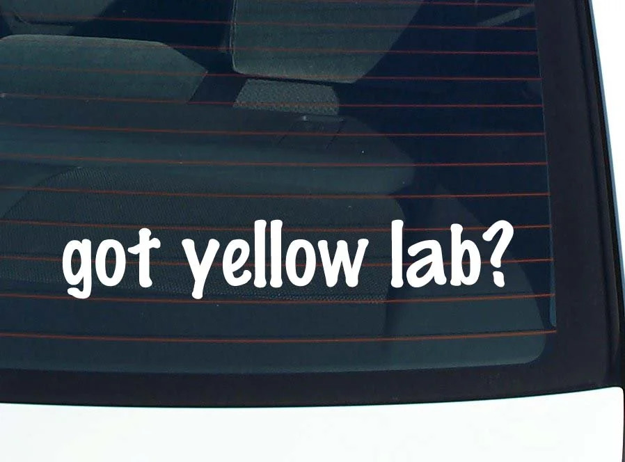 got yellow lab? CAR DECAL BUMPER STICKER VINYL FUNNY JOKE WINDOW