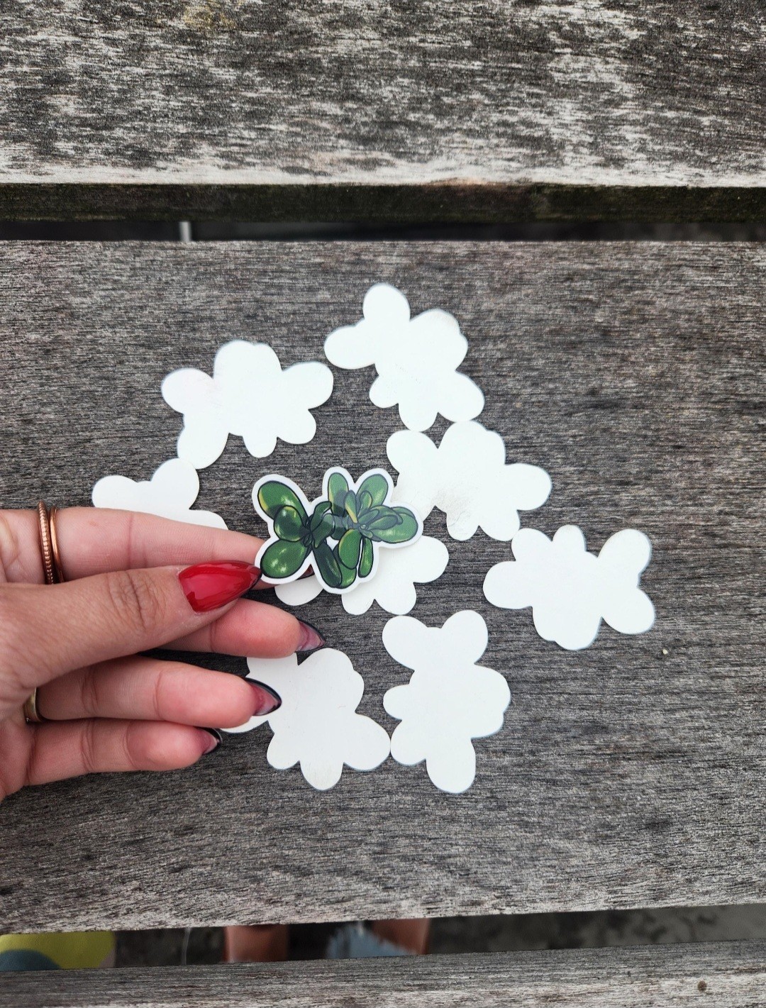 Single Variegated Jade Plant Sticker, 2" Vinyl Decal