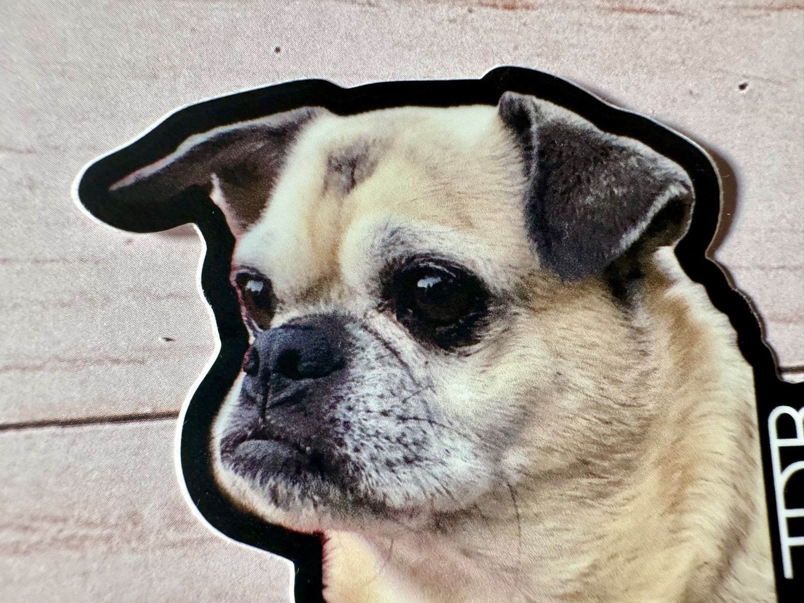 Chug 3” Vinyl Photo Sticker Artist JDB NO AI Pugs Chihuahua Dogs Cute Puppy Cats