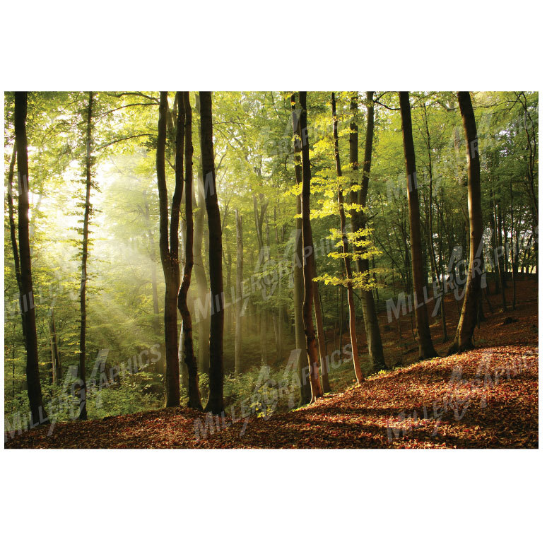 Trees Forest Sunlight Wall Decal Sticker Graphic Art Mural – 4 Sizes Available