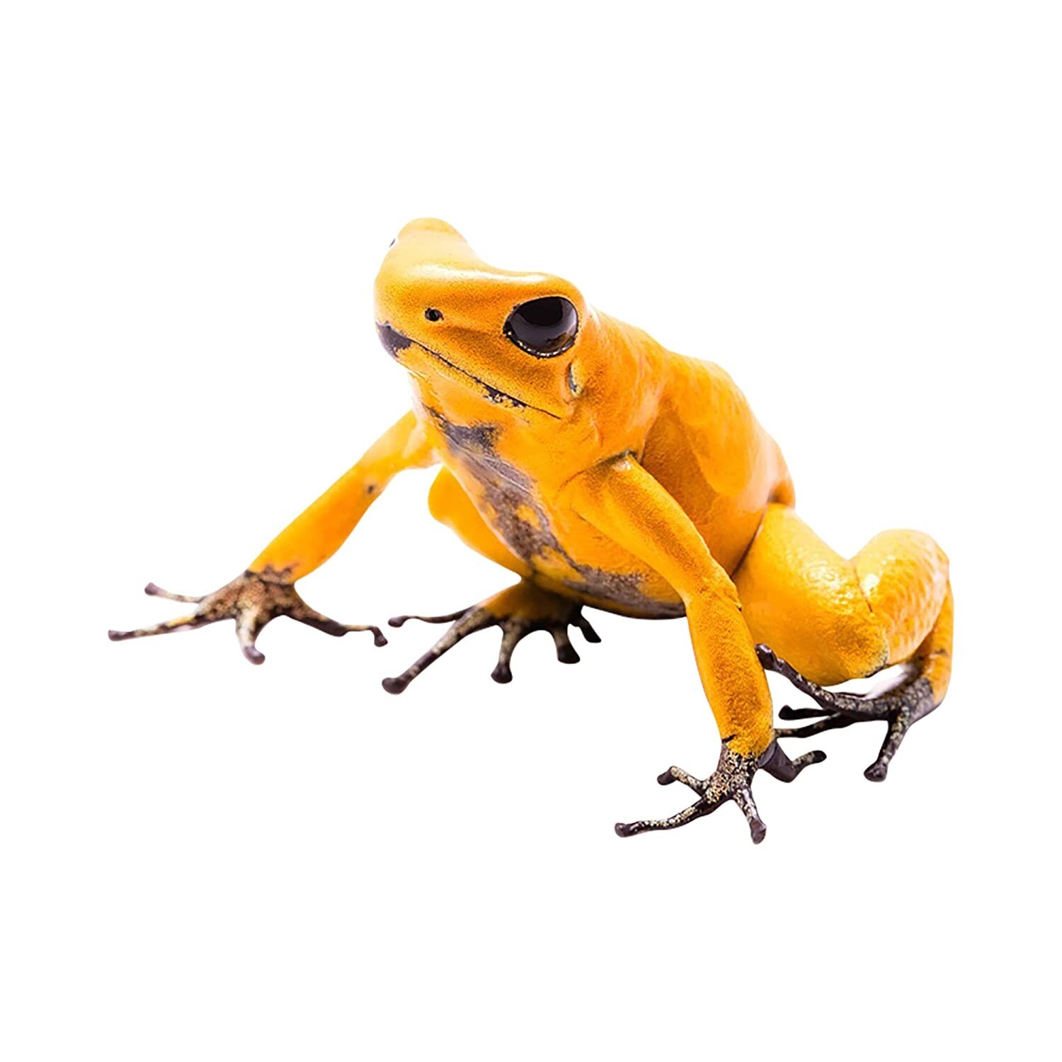 Yellow Poison Dart Frog Vinyl Decal 2.5" tall x 3.5" wide – Indoor/Outdoor